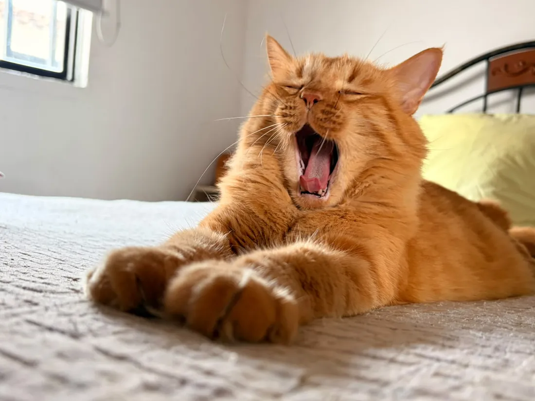 Boris, modelo de Puchi Pets
