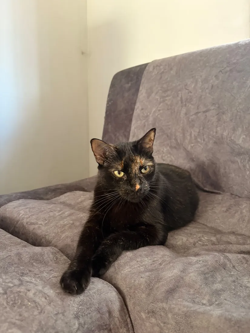 Luna, modelo de Puchi Pets