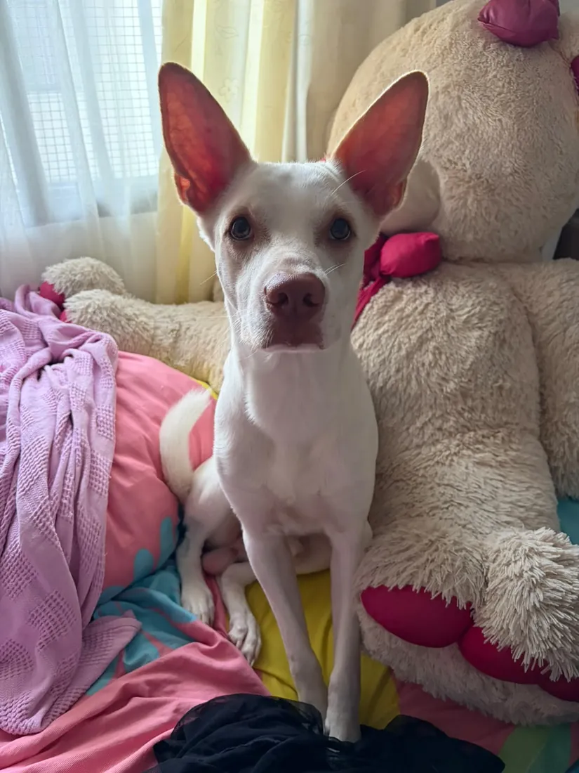 Milo, modelo de Puchi Pets