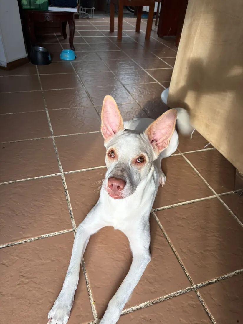 Milo