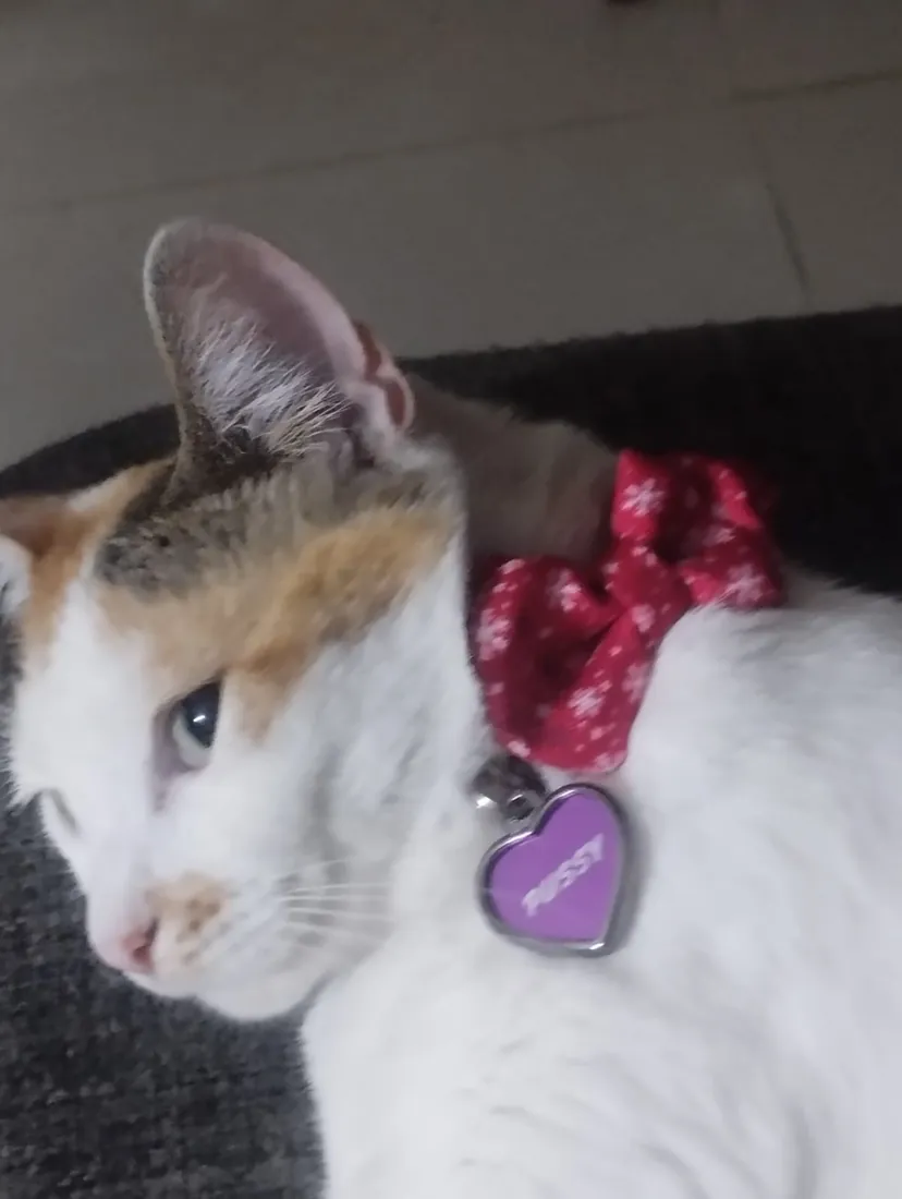 Puchi, modelo de Puchi Pets