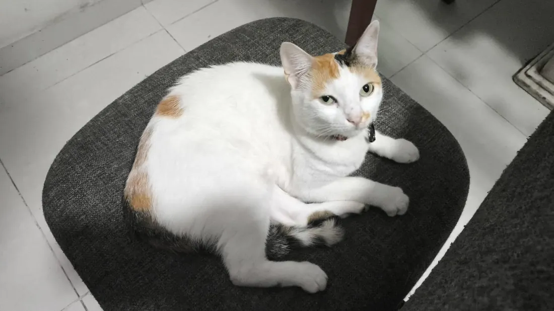 Puchi
