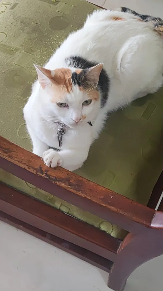 Puchi