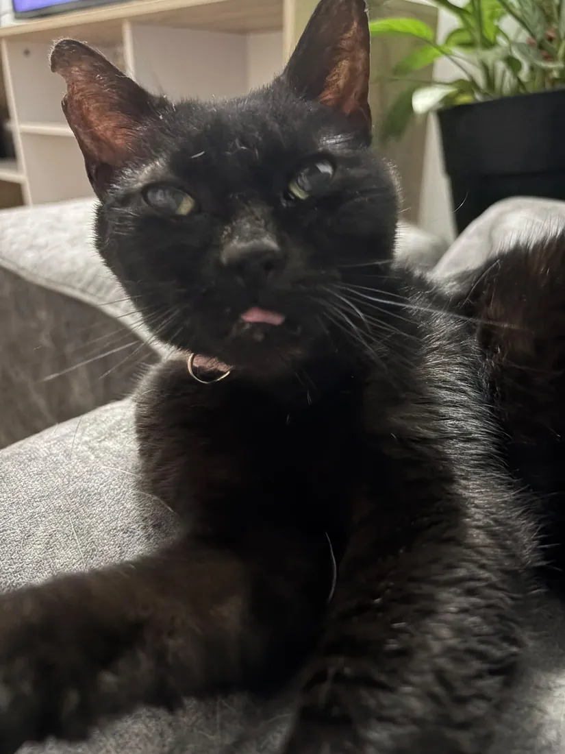 Shimuela, modelo de Puchi Pets