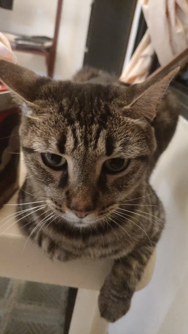 Tomilinchis, modelo de Puchi Pets